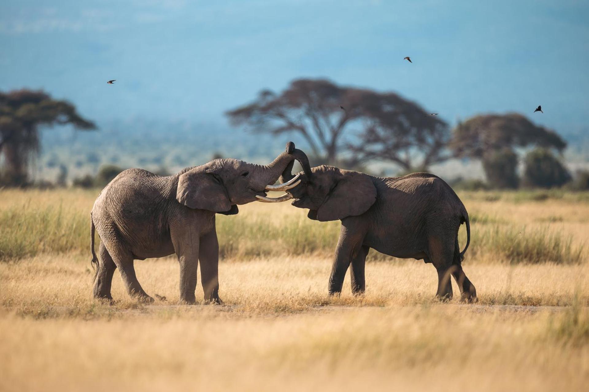 Kilimanjaro View Cabin-Amboseli Oloitokitok Værelse billede