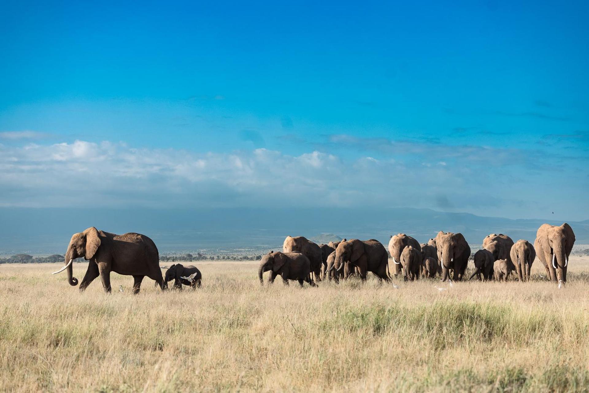 Kilimanjaro View Cabin-Amboseli Oloitokitok Værelse billede
