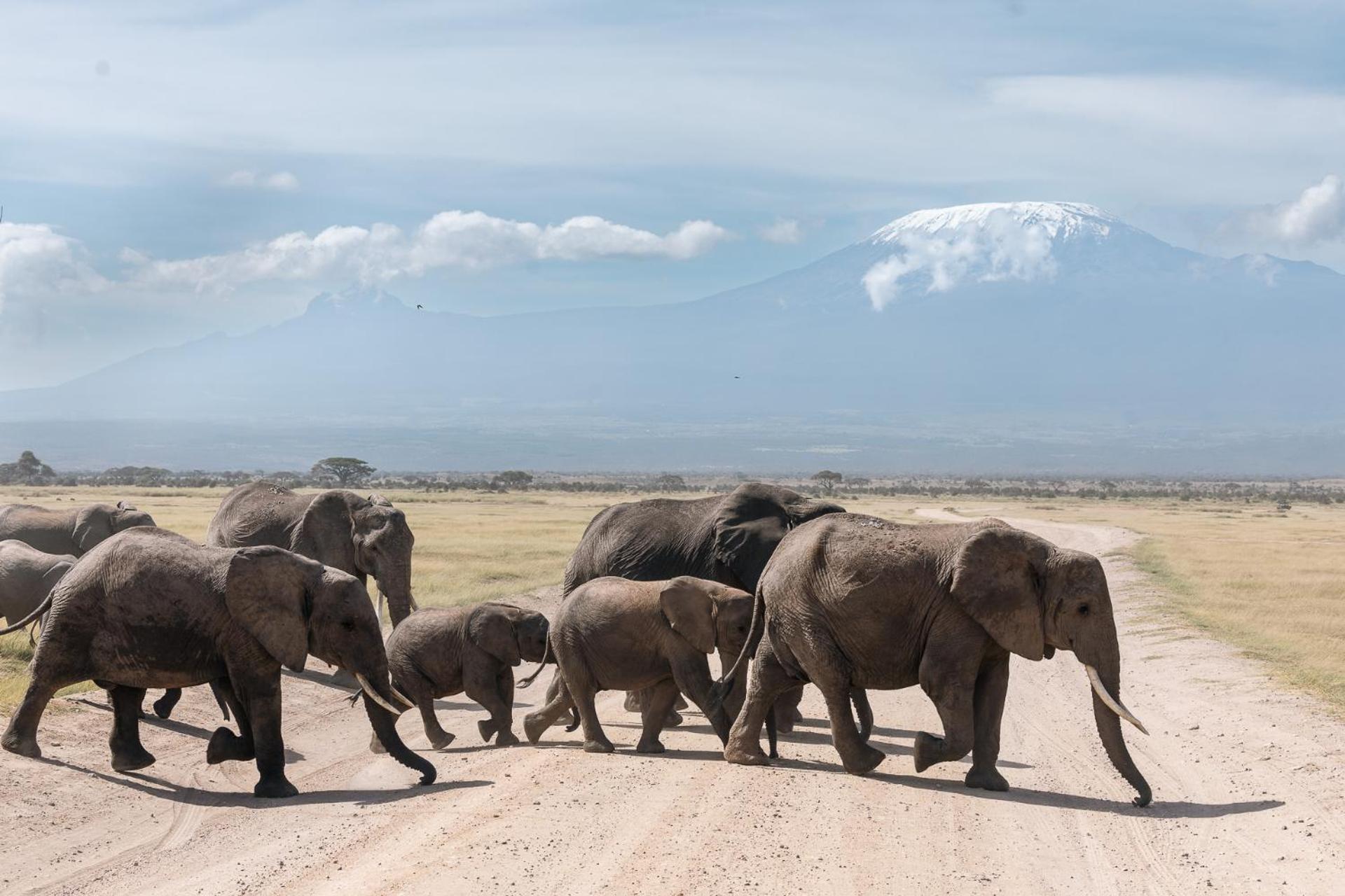 Kilimanjaro View Cabin-Amboseli Oloitokitok Værelse billede